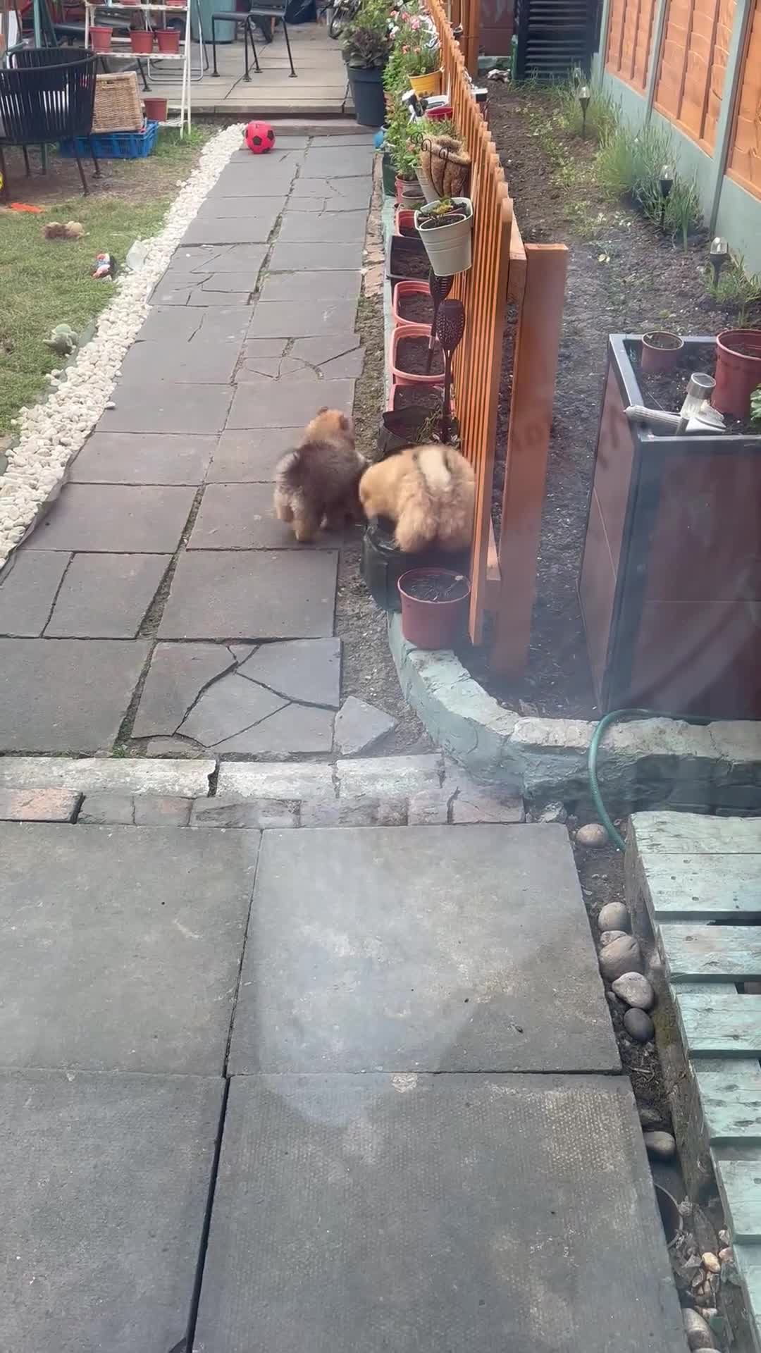 Pomeranian dogs for sale: Pomeranian puppies. - Video 1