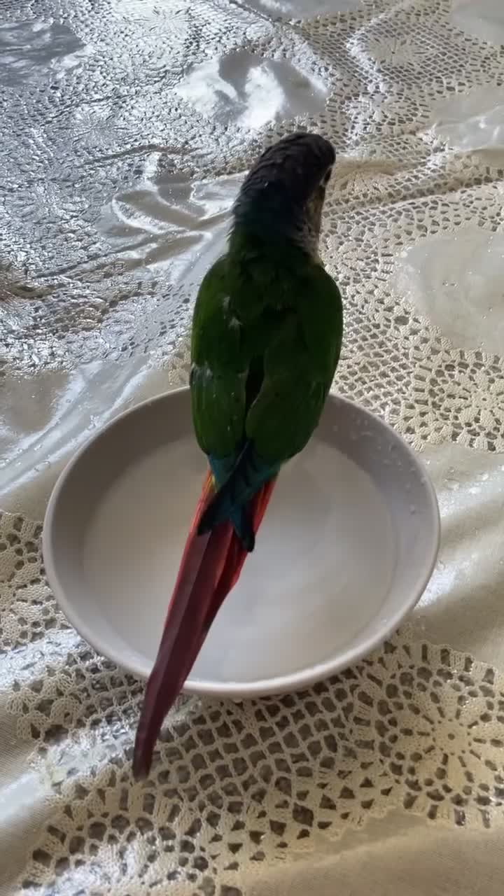Conures birds for sale: Silly Tamed conure - Video 1