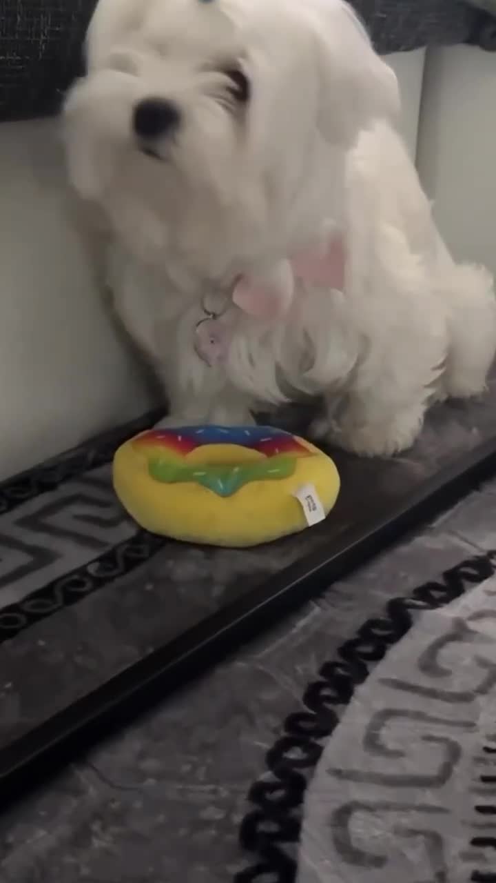 Maltese dogs for sale: Mini Maltese Girl 2 years ready now ❗🩷 - Video 1