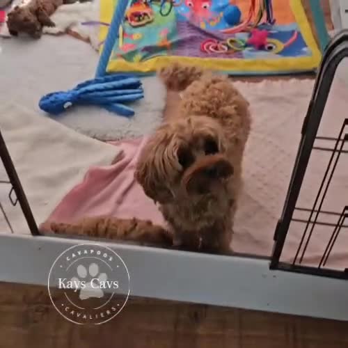 Cavapoo dogs for sale: F1B Cavapoo puppies DUE 4 Aug.DNA hereditory clear - Video 1