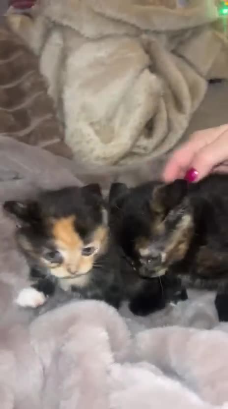 British Shorthair cats for sale: British Short Hair girls available  - Video 1