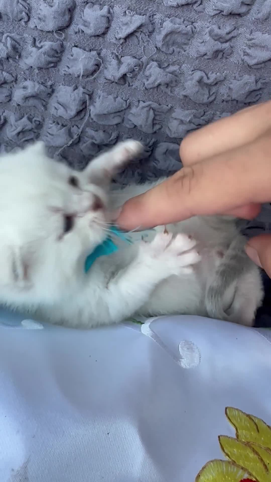 Scottish Fold cats for sale: 🆘🆘READY!🆘🆘Scottish shorthair  - Video 1