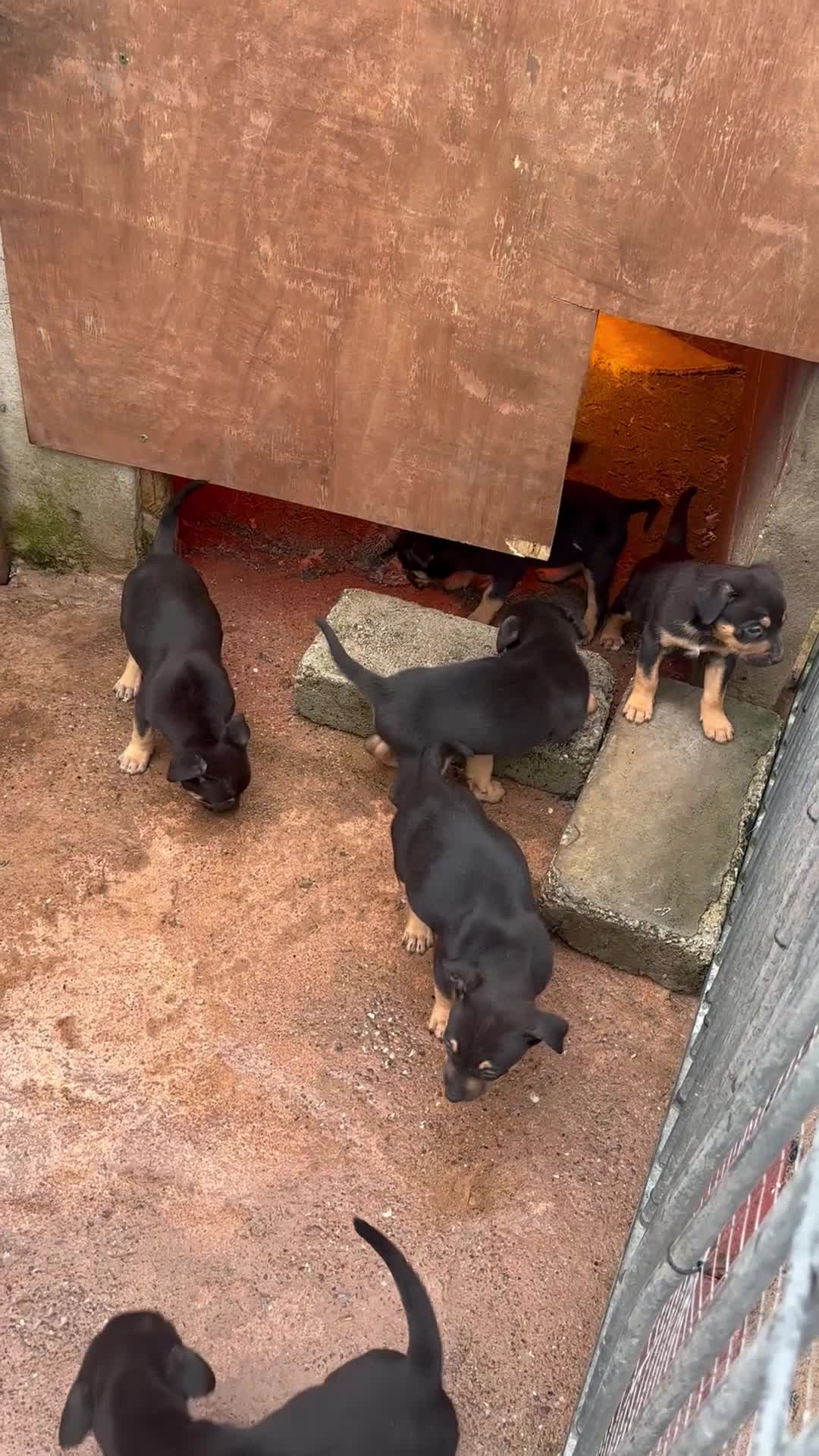 Belgian Shepherd Dog dogs for sale: Bull herder puppies for sale  - Video 3