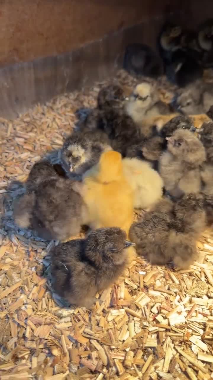 Chickens poultry for sale: Silkie Chicks - Video 1