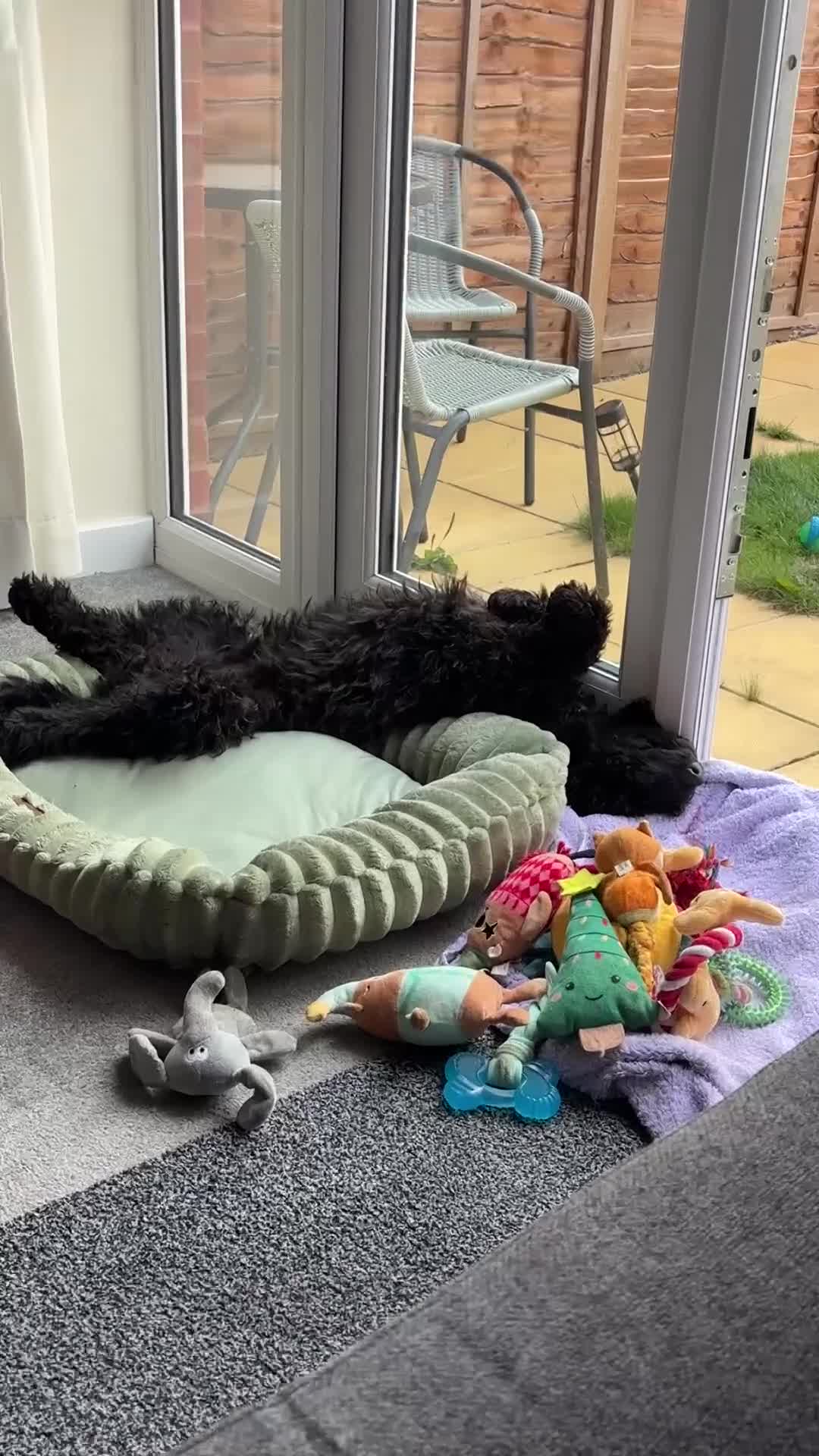 Cockapoo dogs for sale: 4 1/2 month cockapoo looking for his forever home - Video 1
