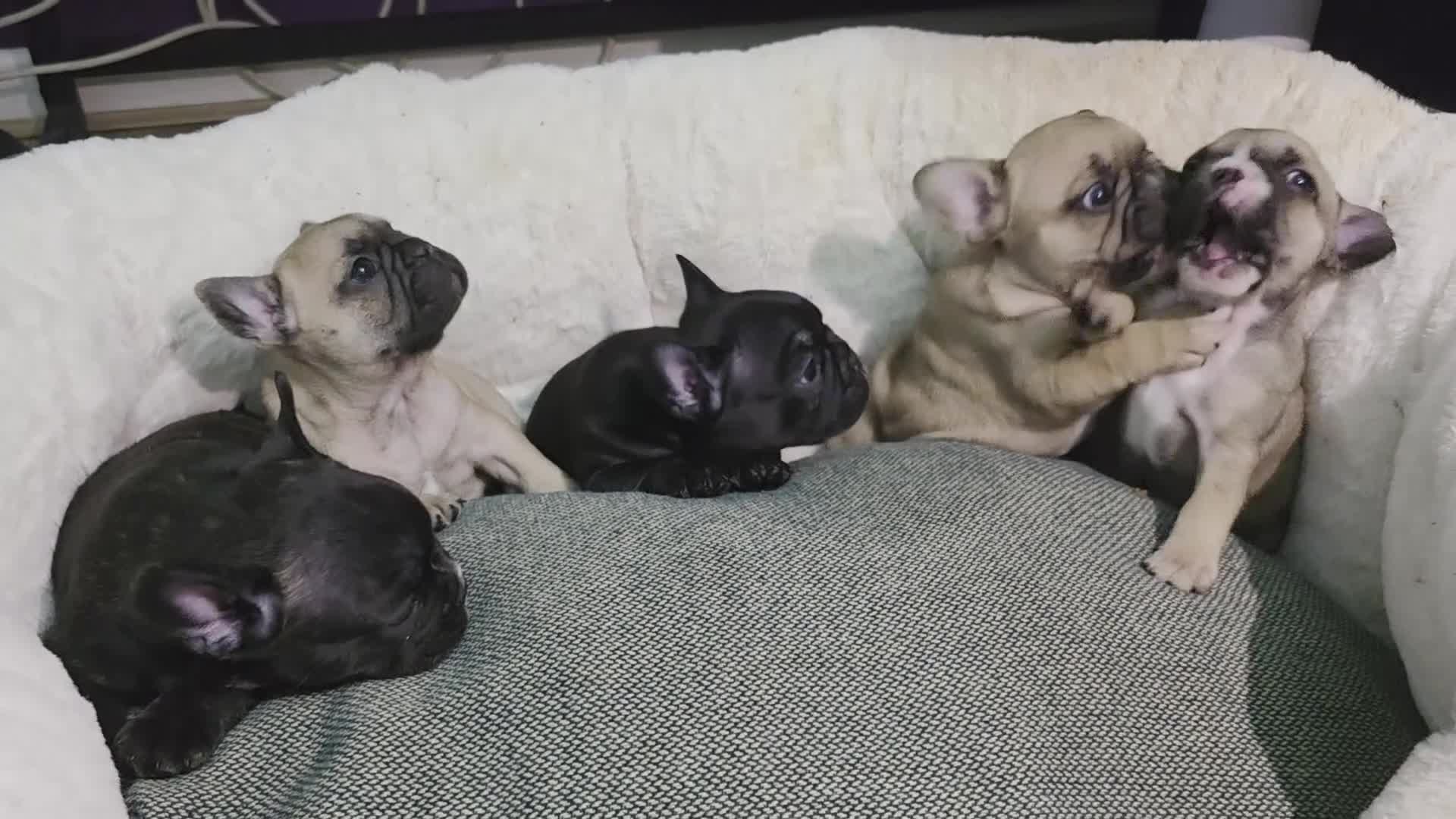 French Bulldog dogs for sale: Beautiful French bulldog  - Video 1