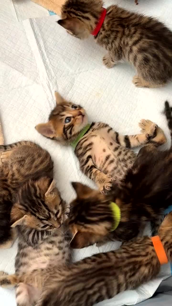 Bengal cats for sale: 🐾 Beautiful Bengal x Maine Coon Kittens 🐾 - Video 3