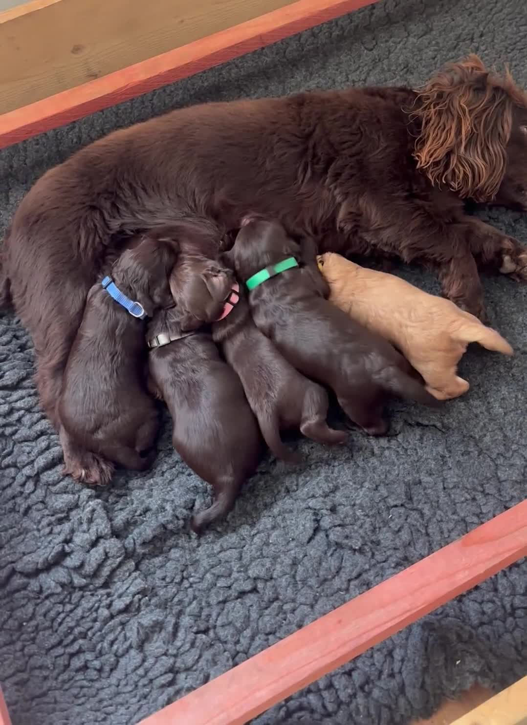 Cockapoo dogs for sale: 4 F1 chocolate cockapoos 2 boys 2 girls  - Video 1