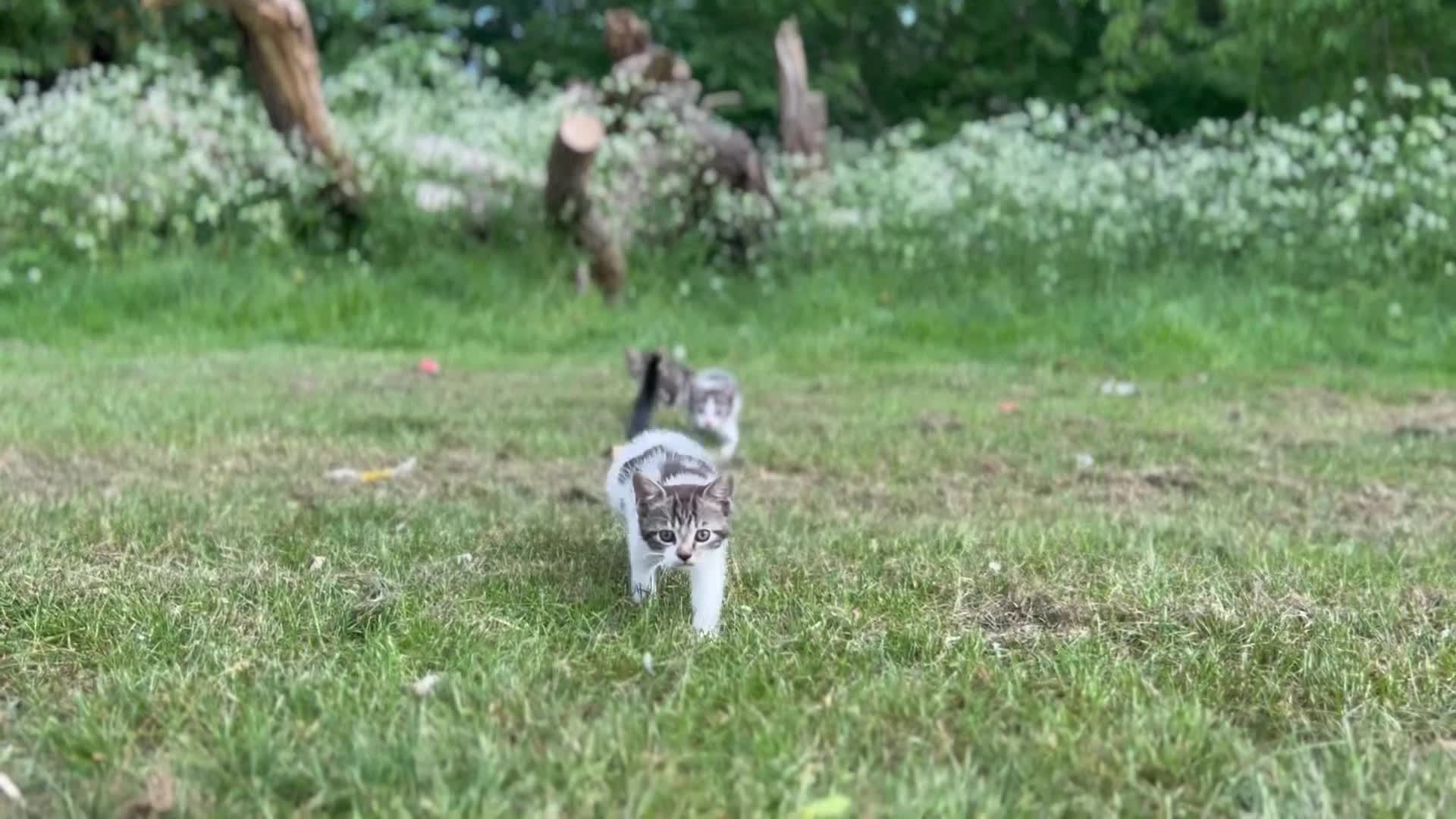Mixed Breed cats for sale: 💕Beautiful kittens looking for loving homes💕 - Video 3