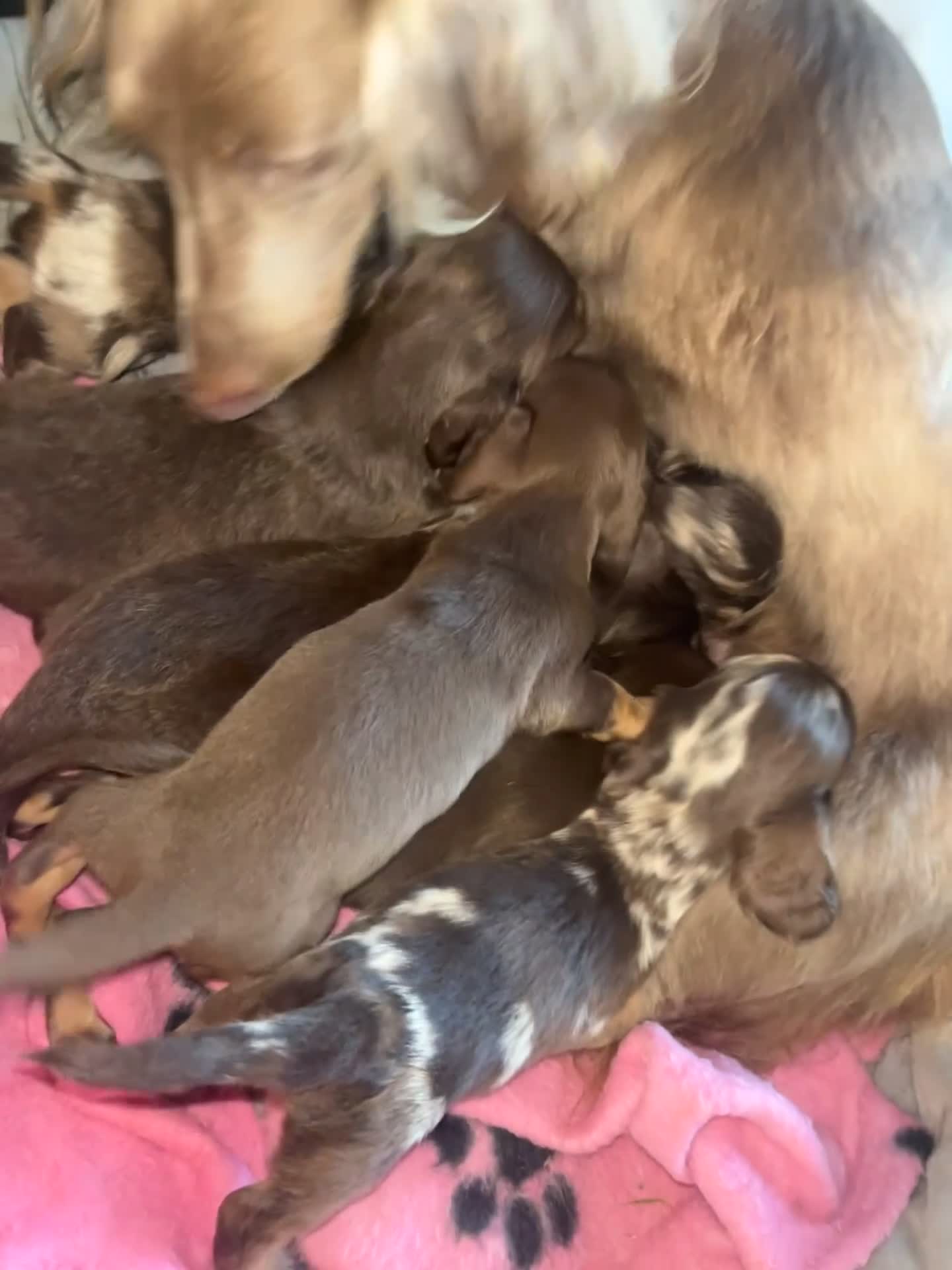 Dachshund dogs for sale: Dachshund puppies  - Video 1