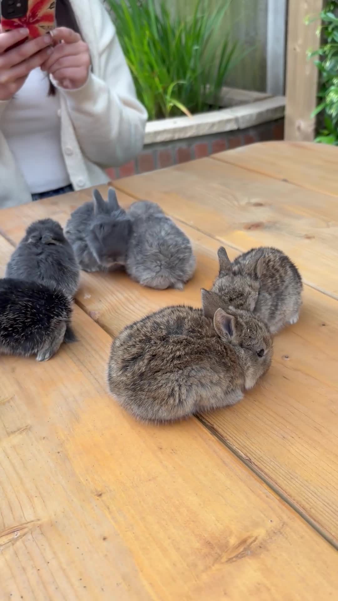Mixed Breed rabbits for sale: Beautiful Lop Cross Baby Bunnies for sale  in Ferndown - Video 2