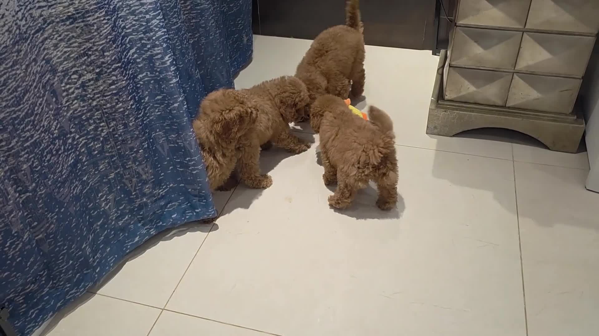 Toy Poodle dogs for sale: KC reg Beautiful red toy poodles. in Chislehurst - Video 1