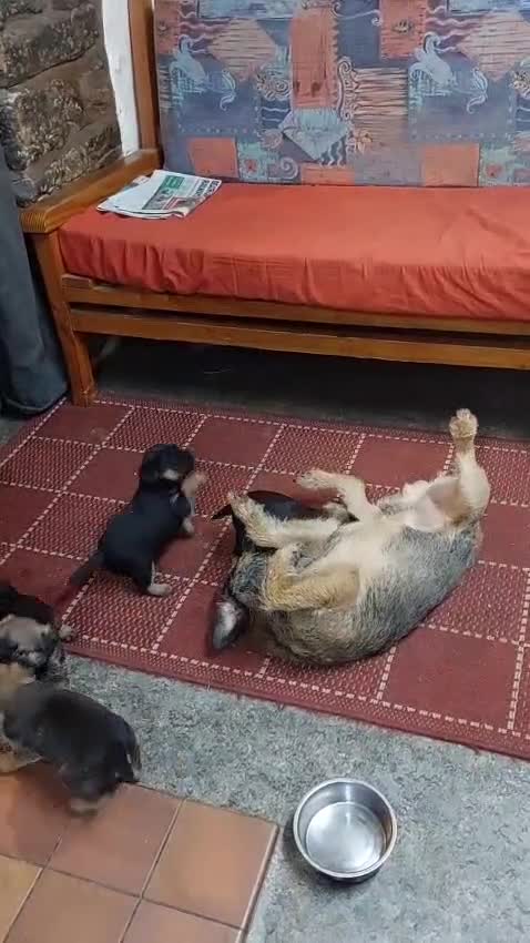 Border Terrier dogs for sale: Adorable Border Terrier pups for sale  - Video 1