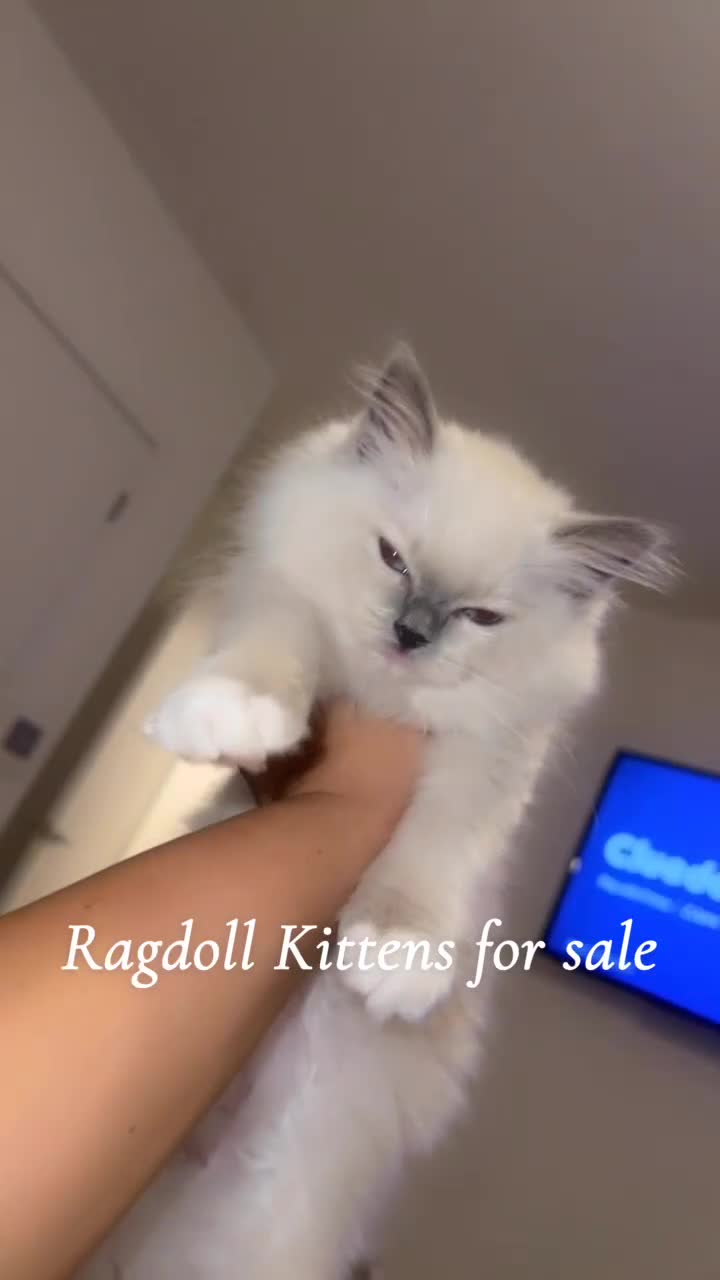 Ragdoll cats for sale: STUNNING TICA BLUE POINT MITTED RAGDOLL FEMALES  - Video 1