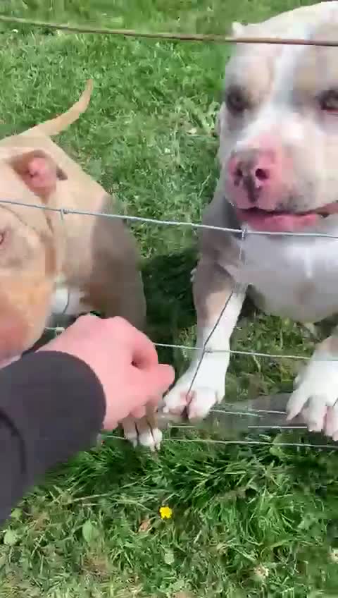 American Bully dogs for stud: ABKC AMERICAN POCKET BULLY - Video 2