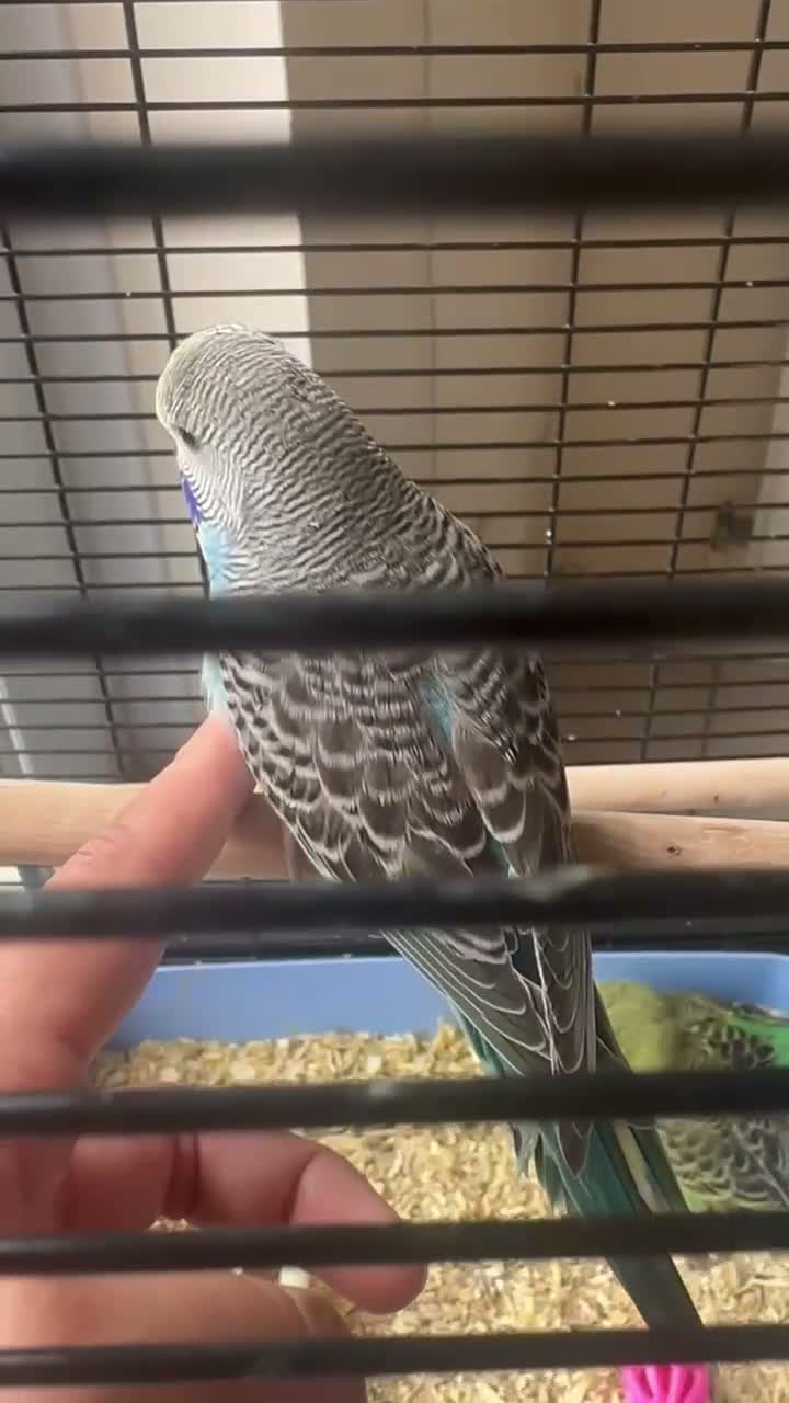 Budgerigars birds for sale: Lovely baby budgies in Dagenham  - Video 2