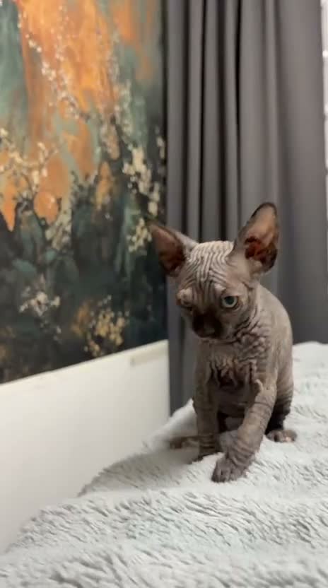 Sphynx cats for sale: 😍Two Beautiful Sphynx Girls😍 - Video 4