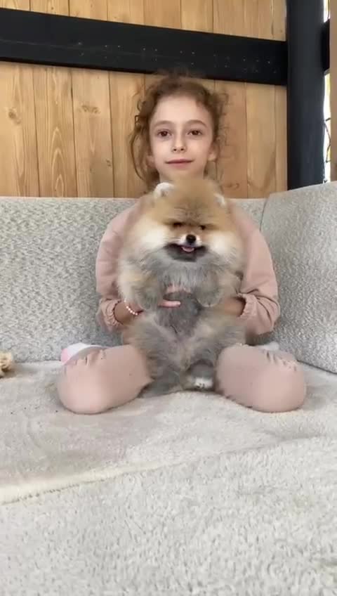 Pomeranian dogs for sale: An irresistibly fluffy Pomeranian pup - Video 1