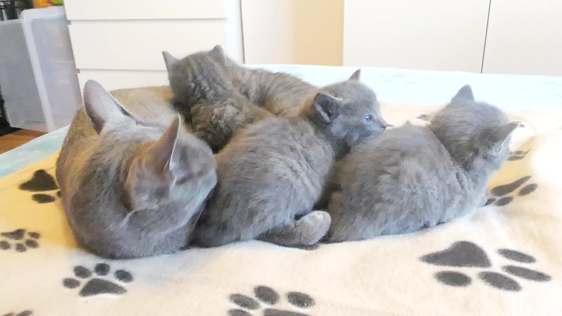 Russian Blue cats for sale: Russian Blue kittens for sale 2 Boys and 2 Girls - Video 1
