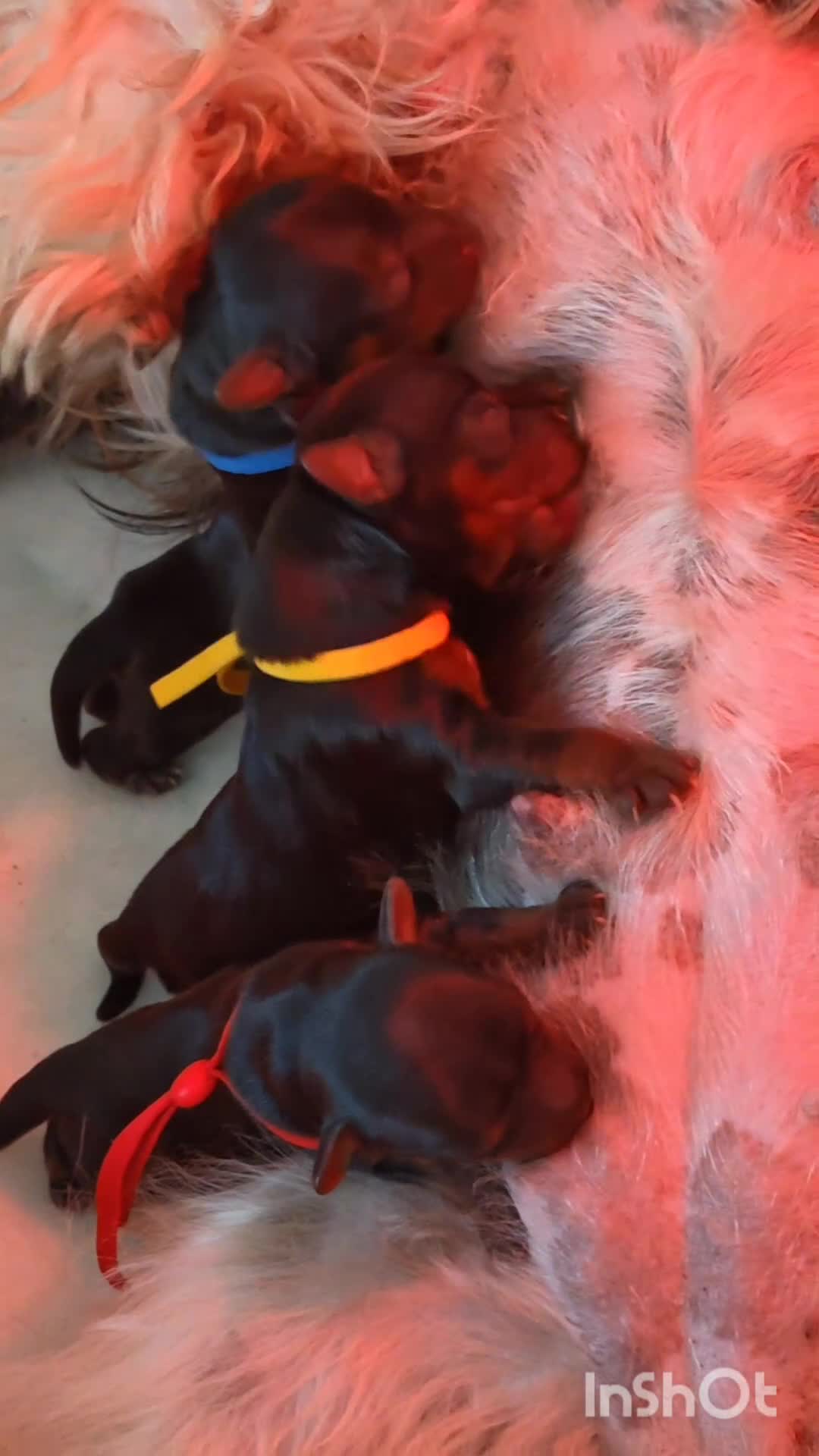 Yorkshire Terrier dogs for sale: Beautiful Yorkies for sale - Video 2