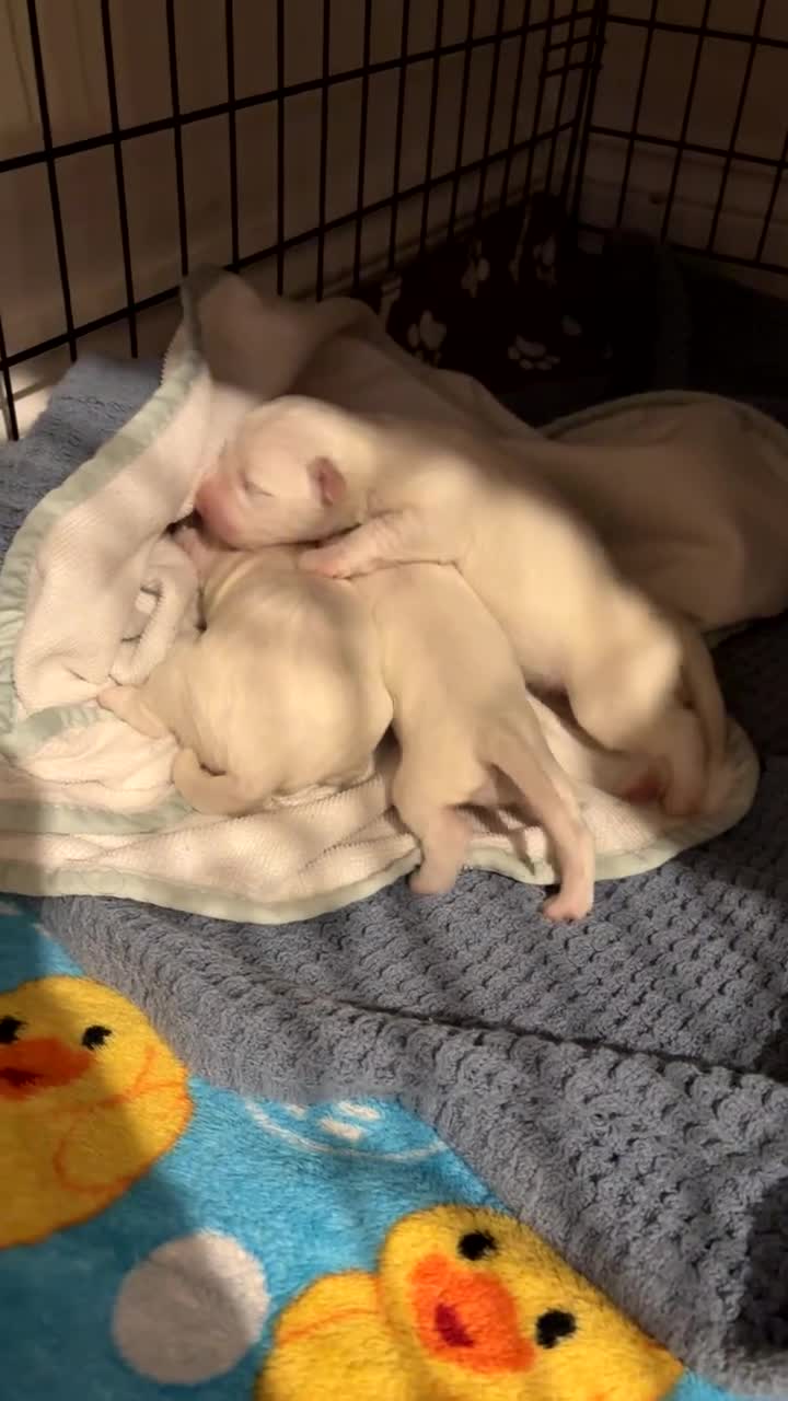Bichon Frise dogs for sale: 🐶 Puppies Looking for Their Forever Homes 🐶 - Video 1