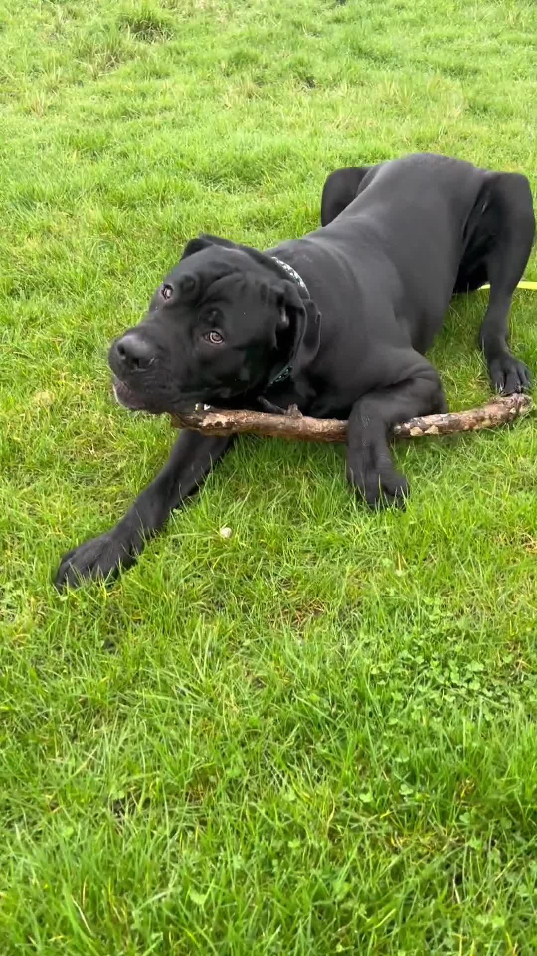 Cane Corso dogs for sale: Cane corso boy 9 months old  in Peterborough - Video 1