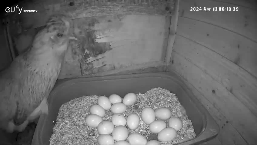 Chickens poultry for sale: Fertile chicken eggs for sale. - Video 1