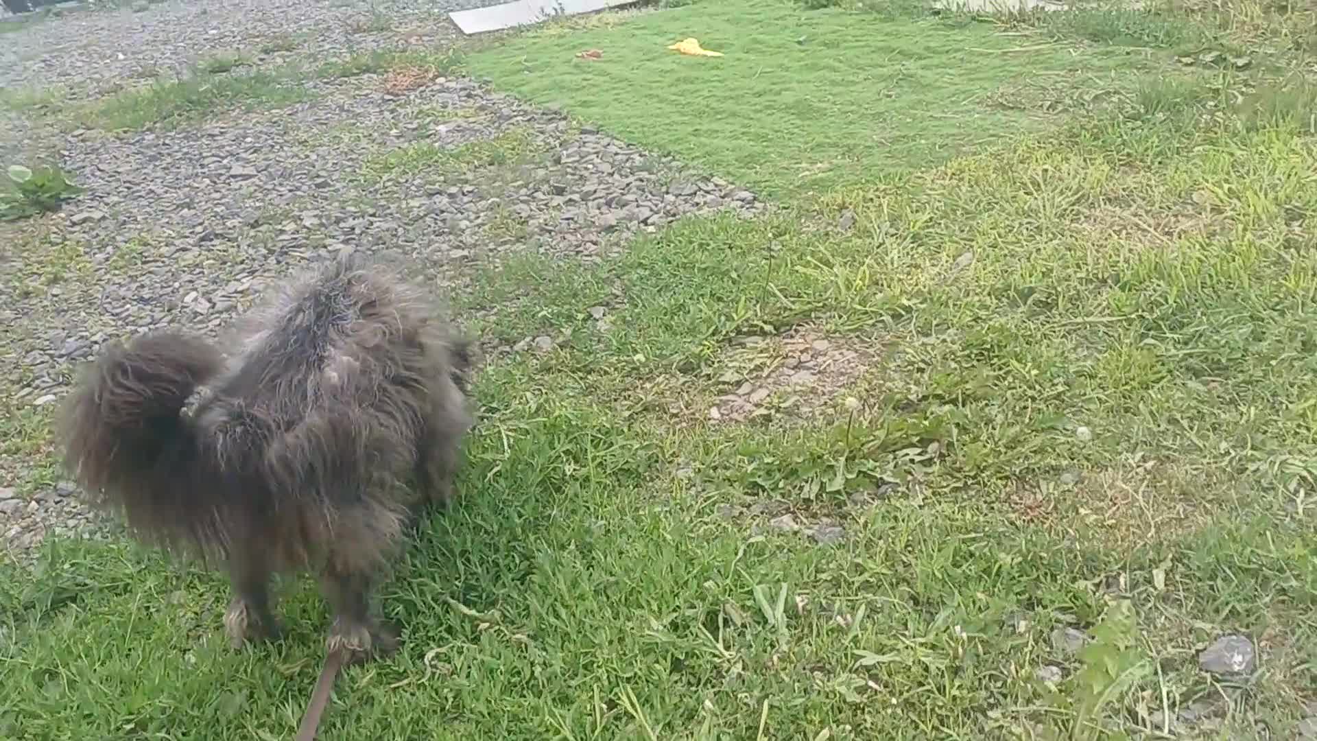 Mixed Breed dogs for adoption: 🌲VICTOR, From Forgotten Forest to Faithful Friend - Video 1