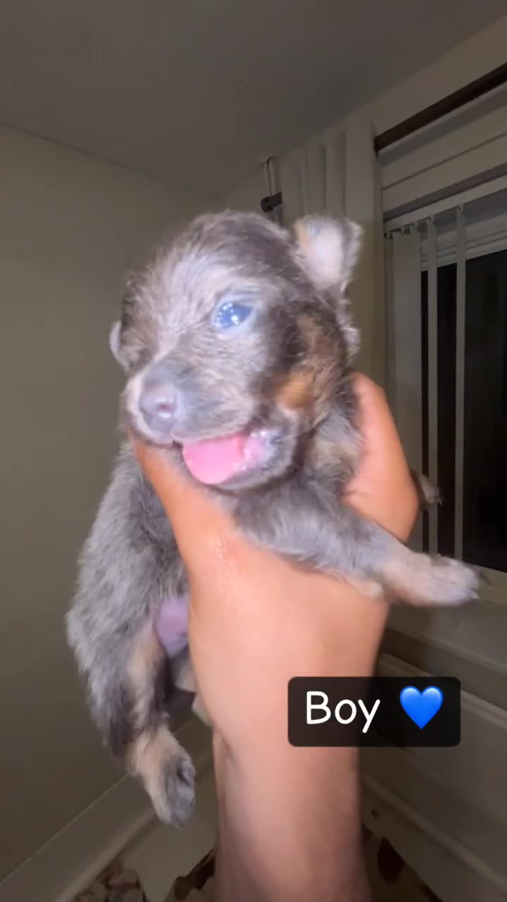 Pomeranian dogs for sale: Pomeranian puppies  - Video 3
