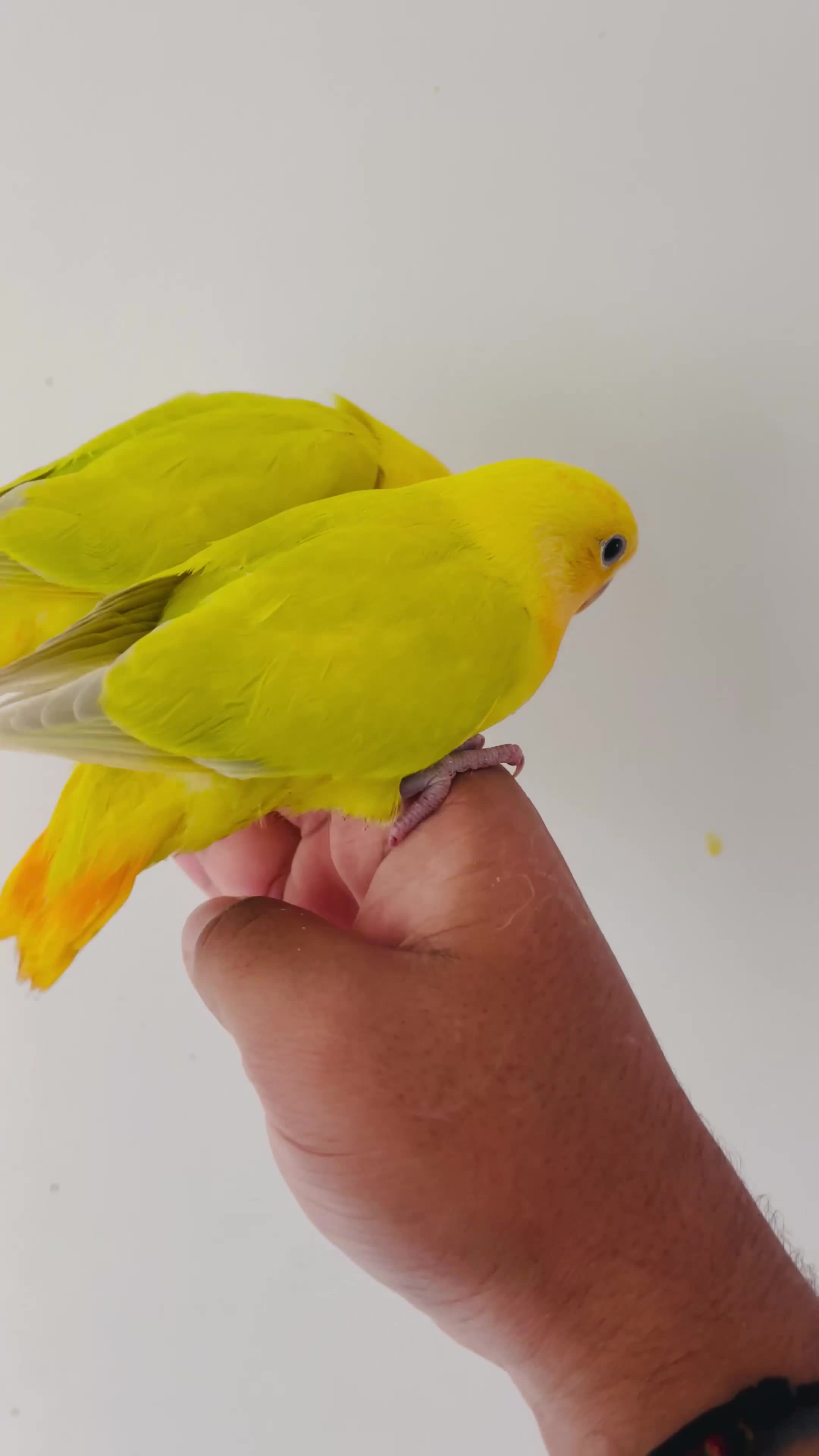 Lovebirds birds for sale: Hand reared lovebirds for sale  - Video 1