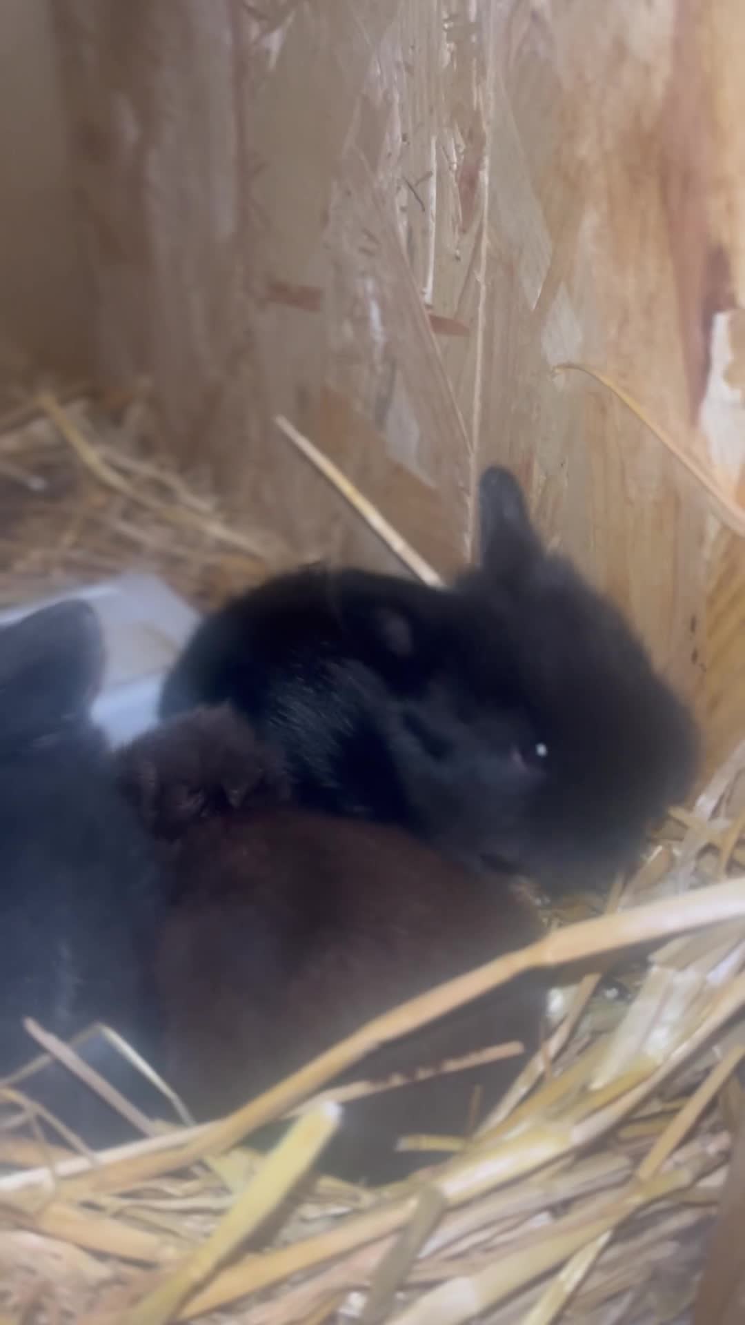 Mini Lion Lop rabbits for sale:  Beautiful Mini Lion Lop Bunnies  - Video 2