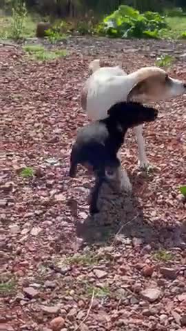 Jack Russell dogs for sale: Adorable Jack Russell Puppies for Sale! - Video 1