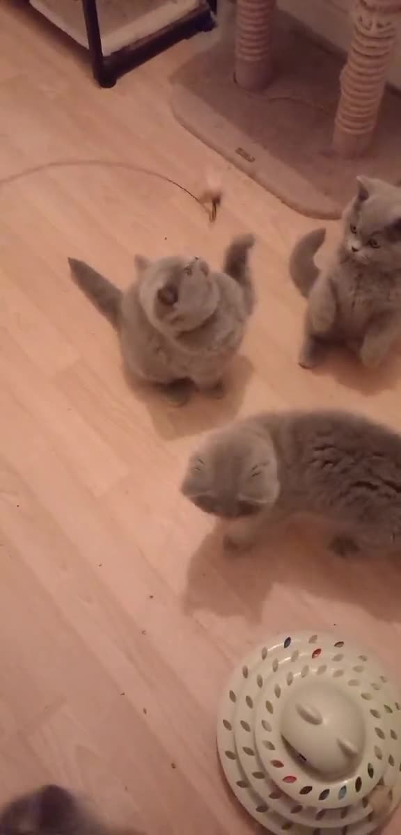 British Shorthair cats for sale: Championship Bloodline Blue BSH GCCF - Video 1