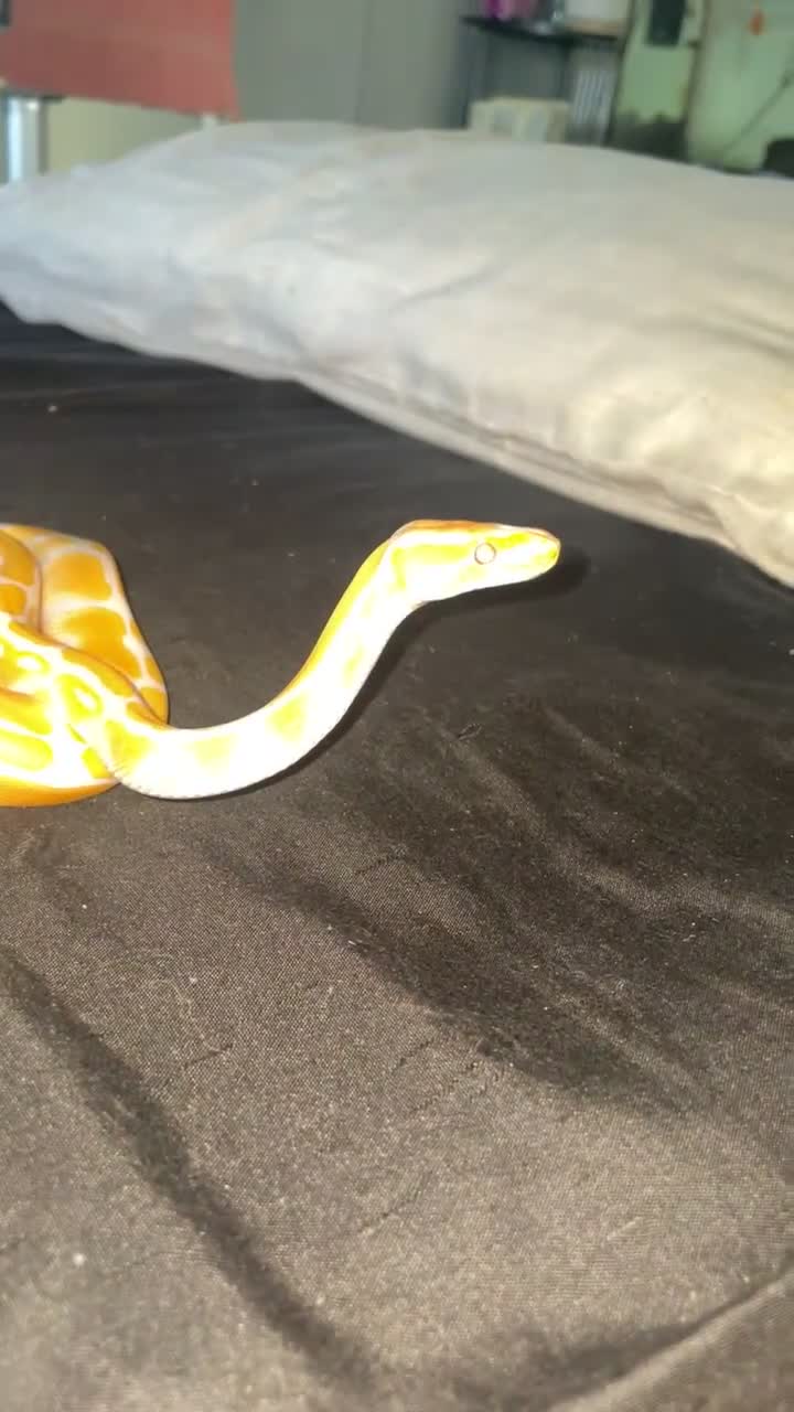 Python Snake reptiles for sale: Royal python for sale  - Video 2