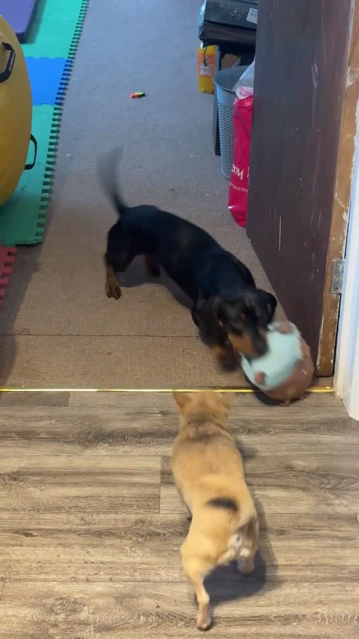 Miniature Dachshund dogs for sale: Very sad sale of my boy. - Video 1