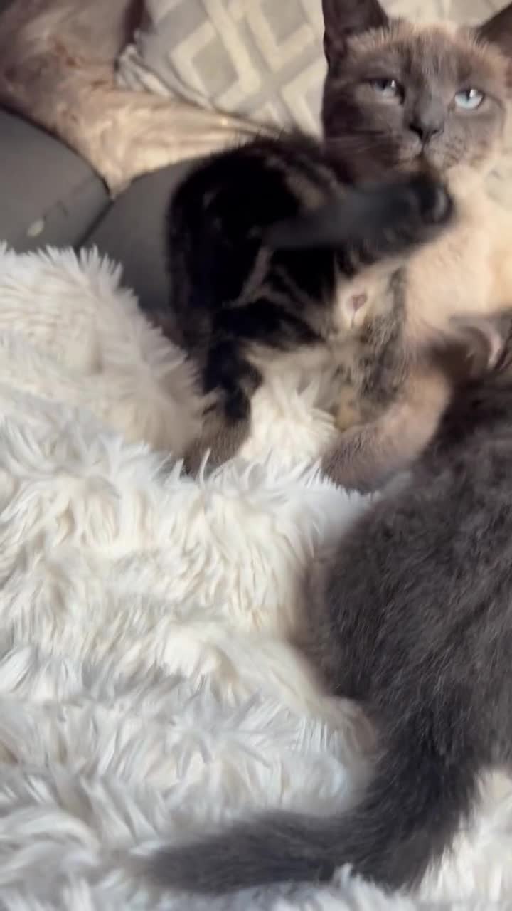 Mixed Breed cats for sale: Burmese  - Video 1