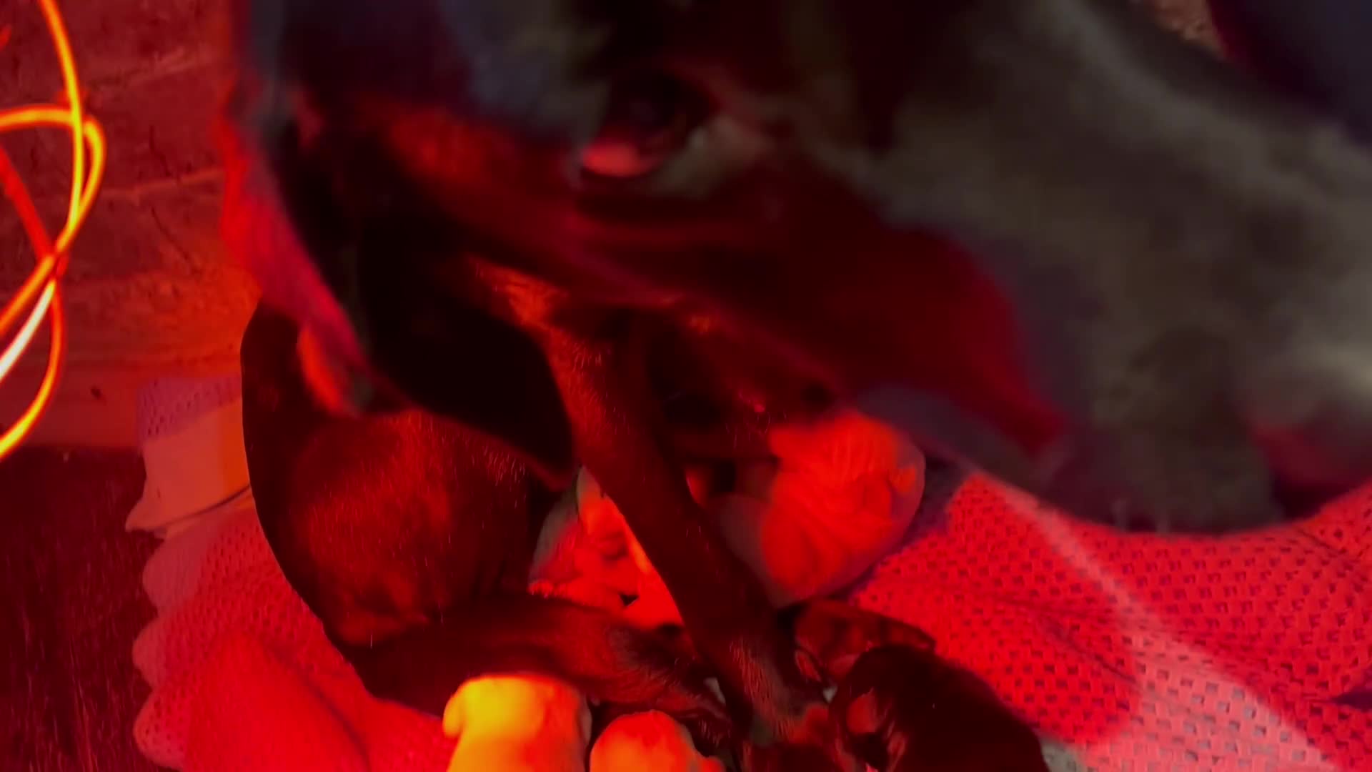 Labrador Retriever dogs for sale: Lovely Labrador litter  - Video 1