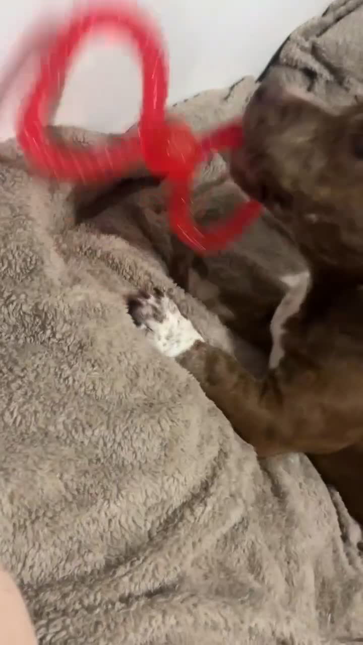 Mixed Breed dogs for sale: Puppy 5 months old - Video 1