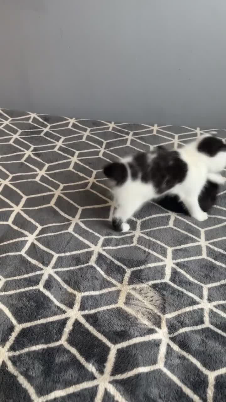British Longhair cats for sale: female and male British Longhair kittens for sale  - Video 2