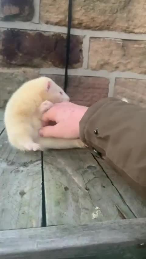 Ferret rodents for sale: Mixed Young Ferrets 10-12 weeks old  - Video 1
