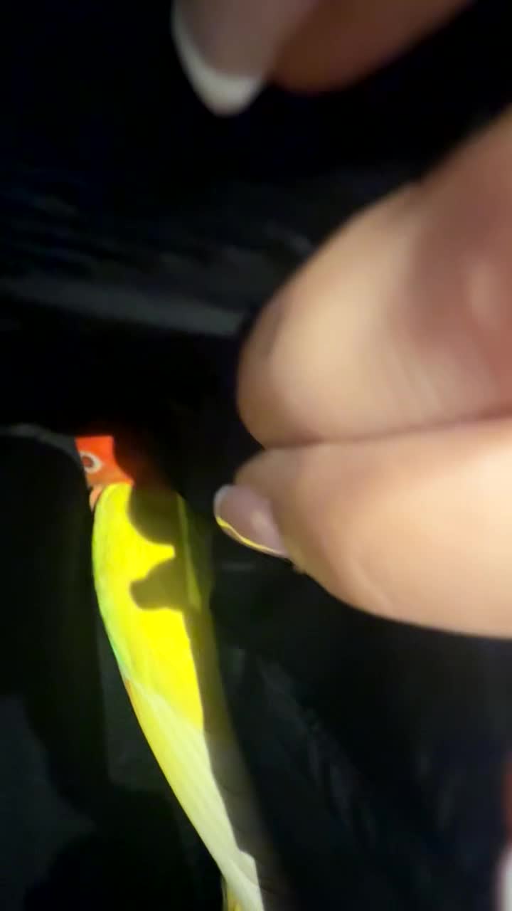 Lovebirds birds for sale: Beautiful semi tamed Love bird- Jenny  - Video 3