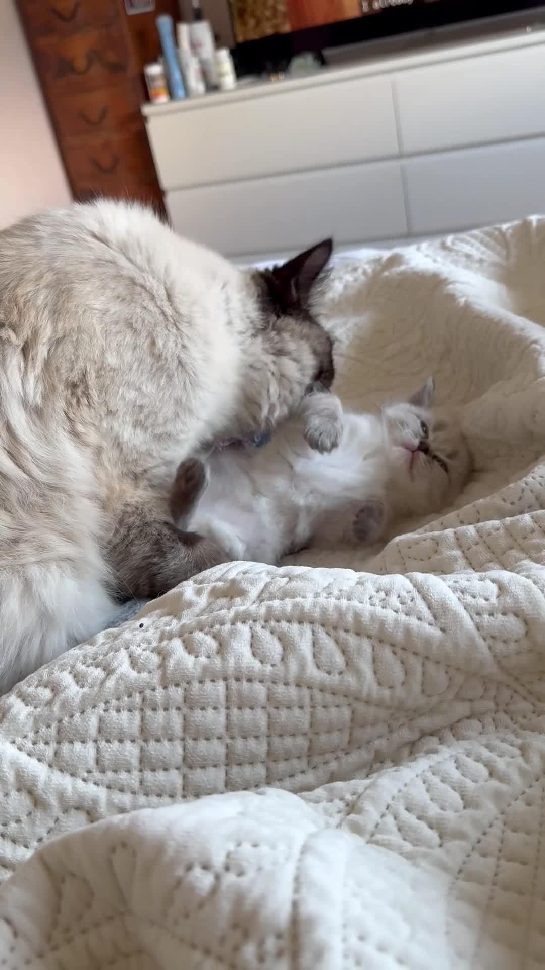 Ragdoll cats for sale: Lynx Ragdoll boys  - Video 1
