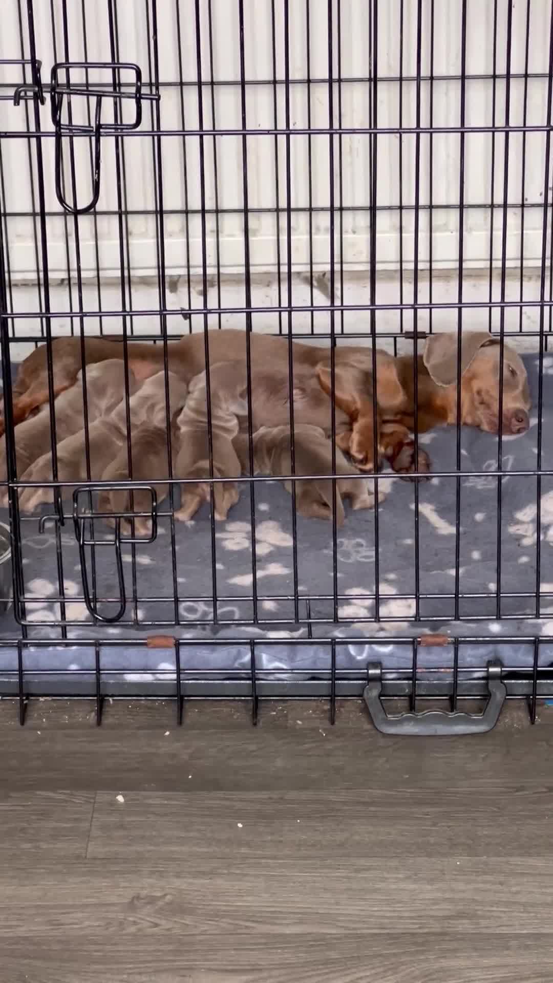 Dachshund dogs for sale: Dachshund - Video 1