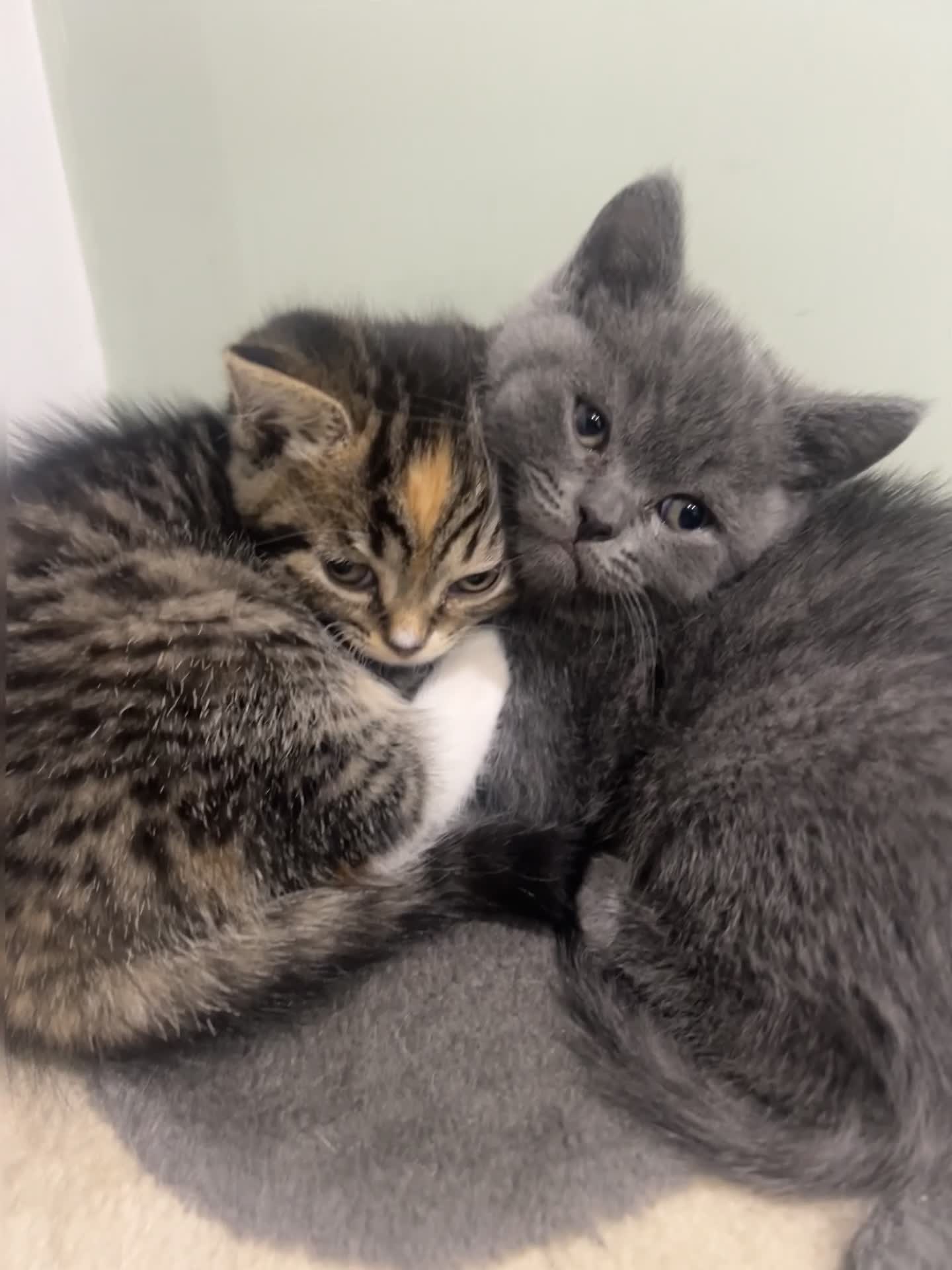 British Shorthair cats for sale: Cuteness Alert - Five BSH kittens ready to rehome - Video 5