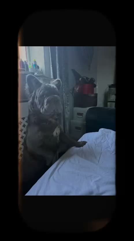 French Bulldog dogs for stud: French bulldog  in Birmingham - Video 2