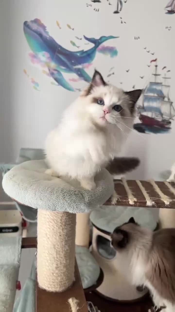 Ragdoll cats for sale: TICA register seal bicolor boy - Video 1