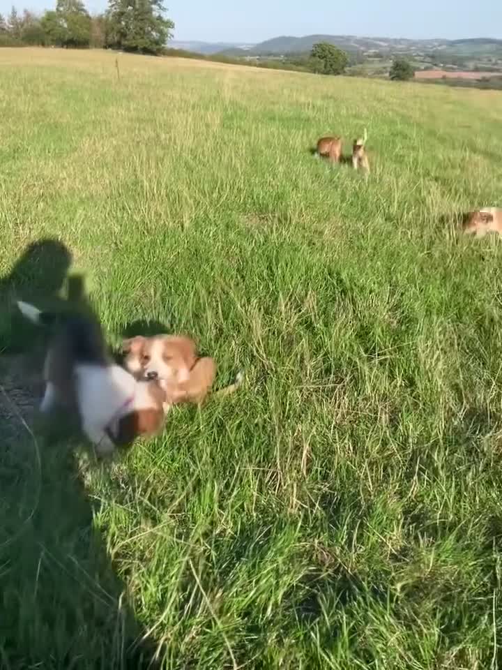 Welsh Collie dogs for sale: Welsh sheepdog puppies for sale  - Video 1