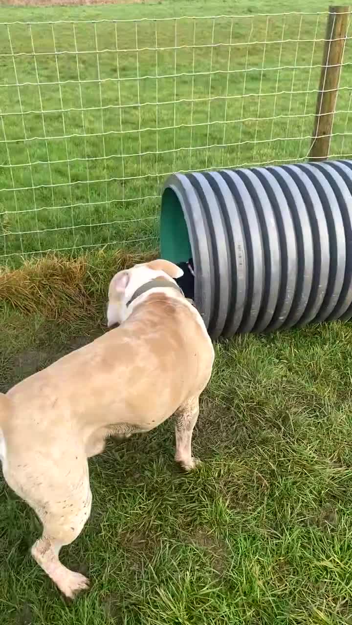 Alapaha Blue Blood Bulldog dogs for stud: Alapaha blue blood bulldog - Video 1