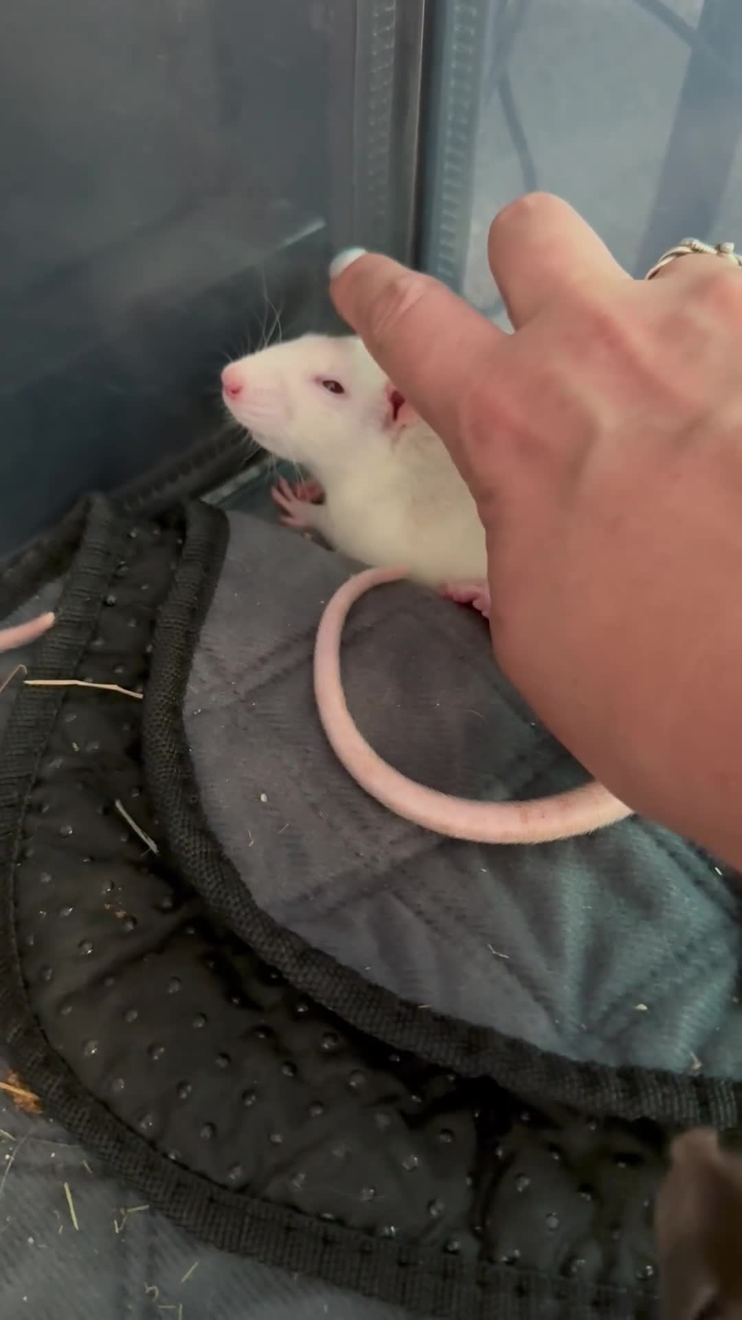 Rat rodents for sale: Baby Rats - Dumbo & Rex  - Video 2