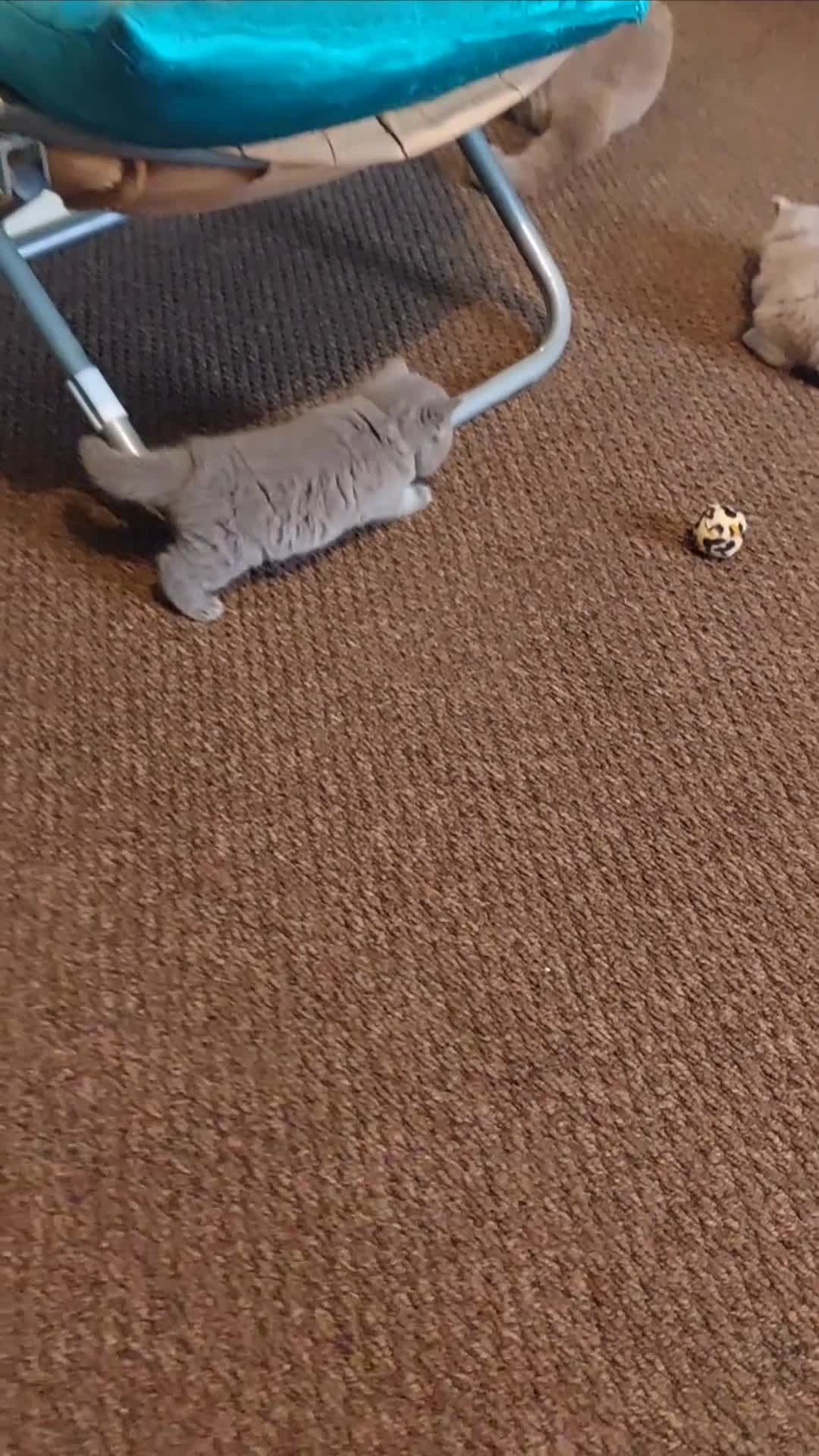 British Shorthair cats for sale: ⭐️ Exceptional GCCF registered kittens ⭐️ in Abertillery - Video 2